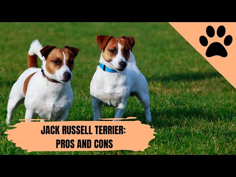 Jack Russell Terrier: Pros and Cons