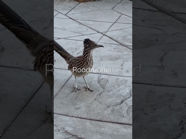 Vídeo relacionado con Cartel de metal con texto en inglés "Beep The Road Runner" para pared, 20 x 30 cm