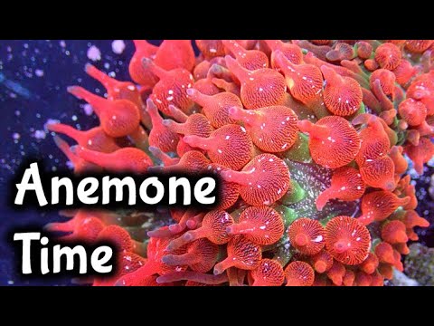 When To Add An Anemone: Reef Casa Studio 12 Build