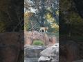 What S Your Favourite Animal On The Safari At Disney S Animal Kingdom Mine Are The Lions Disney