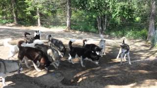 preview picture of video 'Jet Sleddogs'
