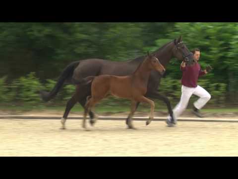Holsteiner Fohlenauktion 2016 in Behrendorf - Nr. 03 v. Adagio de Talma - Kilian