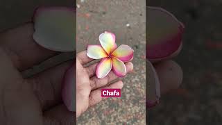 Download lagu Chafa bolena ||#shots #chafa mp3