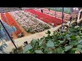Segarkan Pandangan Mata Di Lavenda Garden