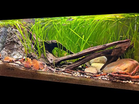DAVID'S BEAUTIFUL SWORDTAIL BIOTOPE AQUASCAPE