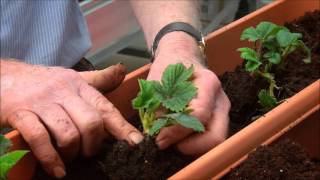 How to Grow Strawberries in a Planter