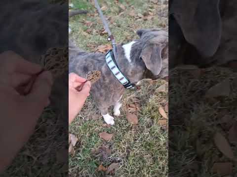 Alphonso - a hell of a pup! (WA-1703578), an adoptable Catahoula Leopard Dog & American Staffordshire Terrier Mix in Bothell, WA_image-1