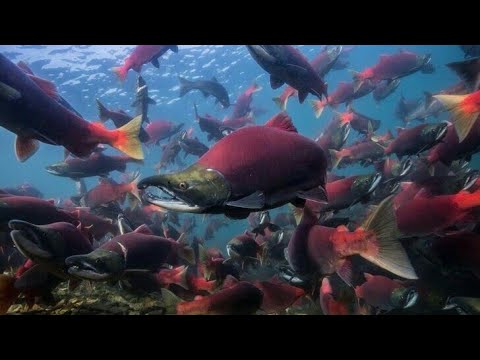 サケの種類、サケ、ベニザケ、アトランティックサーモン