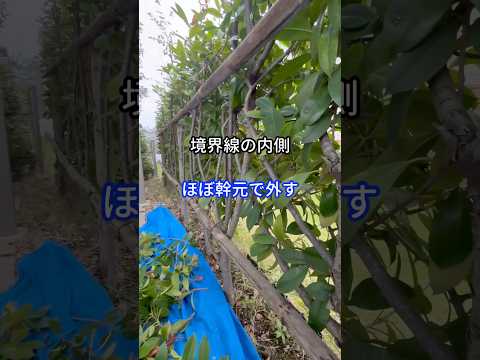 なぜ庭の生垣がまだ流行っているのですか？  庭園