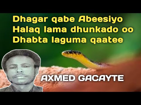 gacayte | axmed gacayte dhagar qabe | gacayte anigoo dhalaano | gacayte heesta dhedo roob ma noqoto