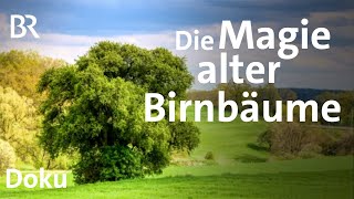 Alte Birnbäume im Landkreis Ansbach: Die Retter der Baumriesen | Zwischen Spessart und Karwendel |BR