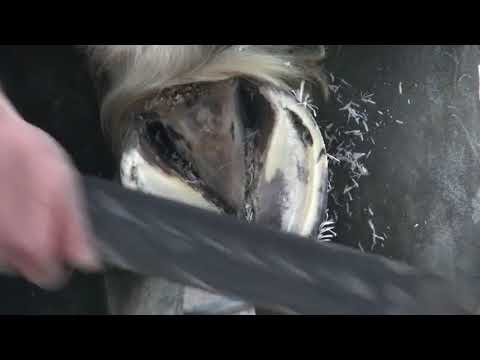 Live Shoeing at Salon du Cheval with Ben Mangan, CJF