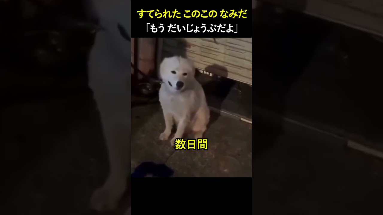 捨てられたこの子の涙 「もう大丈夫だよ」