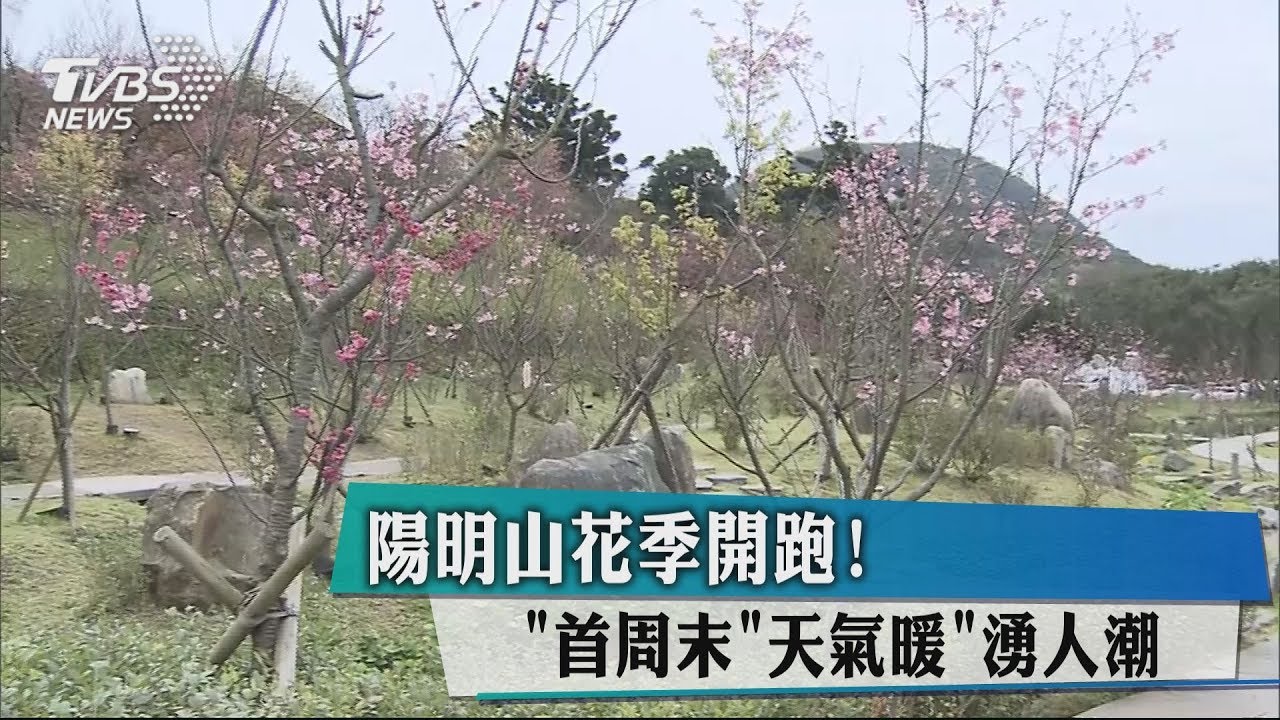 陽明山花季開跑! 首週末天氣暖湧人潮