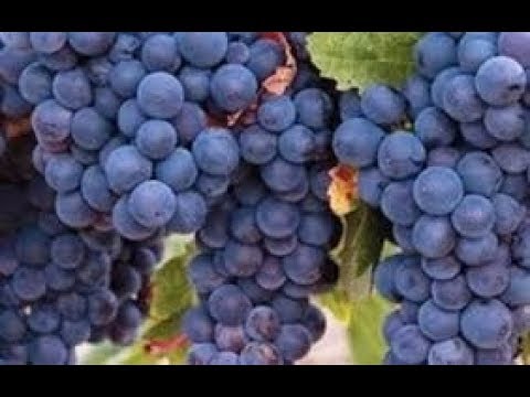 download lagu mp3 mp4 Isabel Thompson, download lagu Isabel Thompson gratis, unduh video klip Isabel Thompson