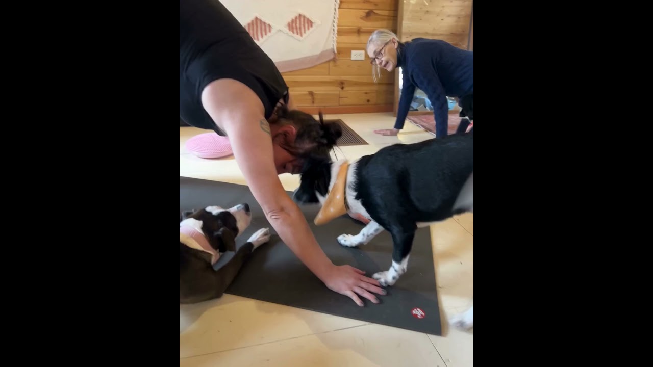 Enlarge Sage, a Adoptable mixed breed in minneapolis, MN video 6/6