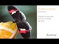 RADseq: Smoke and Mirrors in Butterfly Genetics