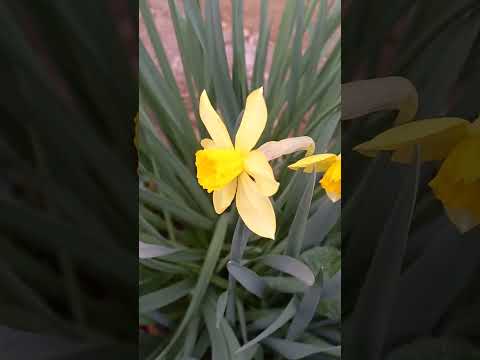 spring flowers 🍀💐⚘️🌷🌼🌺🌸