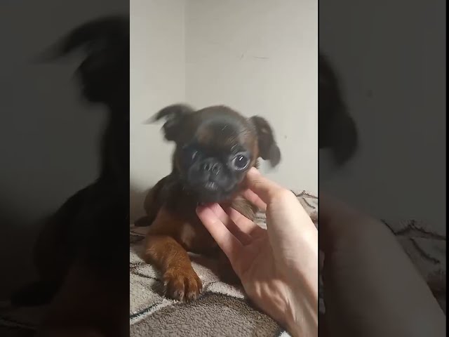 Brussels Griffon puppy for sale