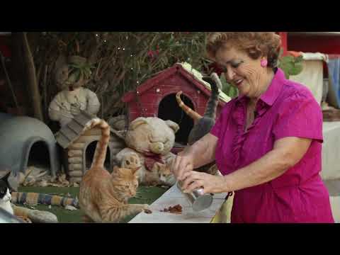 CATS OF MALTA Trailer – 2023 AFI European Union Film Showcase