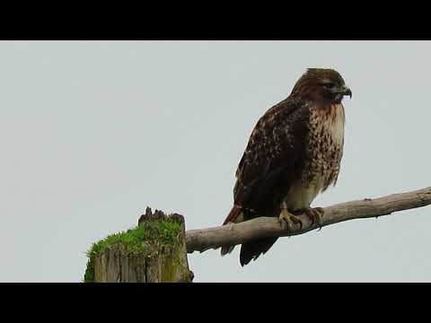 Copy of 02/03/16 RHM Red-Tailed Hawk Perched at Kent, Wa 4993-78