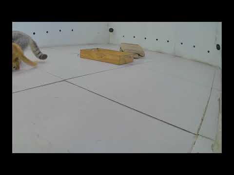 😍 You Laugh You Lose Dogs And Cats 🐱😻 Funniest Catss 2025 🐱❤️