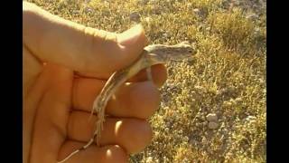 preview picture of video 'Zebra tailed lizard release'