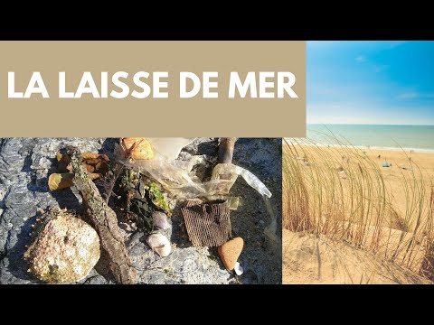 Les trésors de la mer 🌊