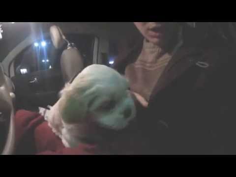 BABY HUND! #Vlog | Hristos Xenitidis