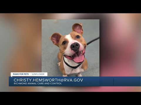 Paws for Pets: Sunflower, an affectionate girl who likes other dogs - YouTube