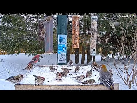Snowy Feeders Absolutely Bustle With Winter Finches In Ontario – Feb. 7, 2023