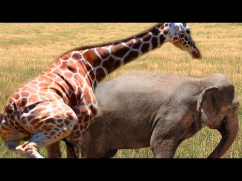 Different animals mating sex Mp4 3GP Video & Mp3 Download unlimited Videos  Download 
