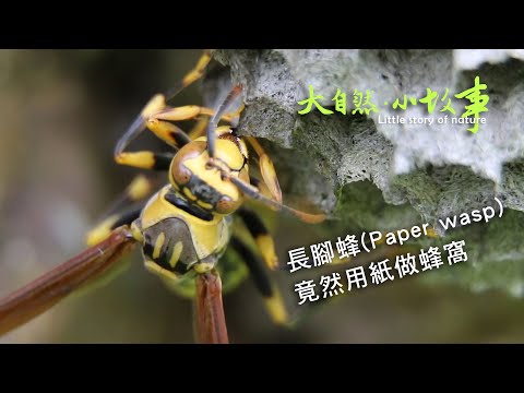 中長腳蜂