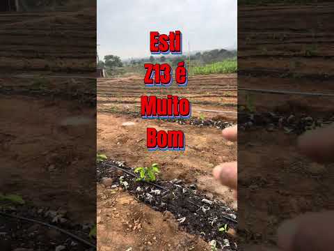 Está lavoura está com 60 dias de plantada