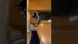 ここは通さニャイ！