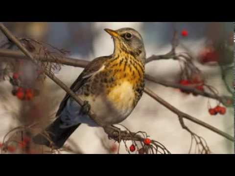 download lagu mp3 mp4 Grive Litorne, download lagu Grive Litorne gratis, unduh video klip Grive Litorne