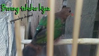 Download lagu Cantiknya... Burung tekukur si pemilik sayap hijau dan paruh warna oren mp3