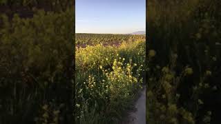 The Sunshine of Your Smile