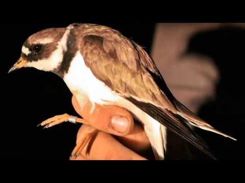 Privighetoarea oarbă