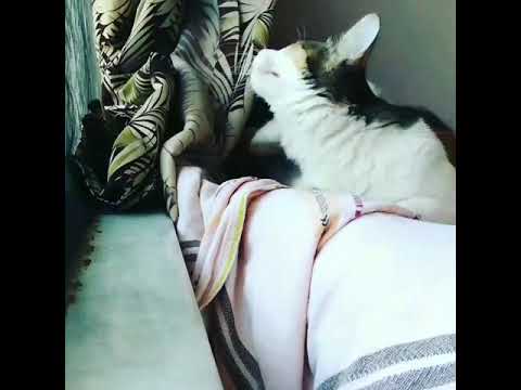 Guys I time lapsed my cat how cute❤️