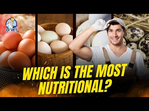 Chicken, Duck, Goose, Quail Eggs: Which One is the Most Nutritional? | Dr.Vet