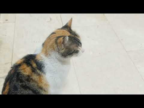 UFO gören masum köylüler :)) #whitechallenge #animals #cat #funny #cats