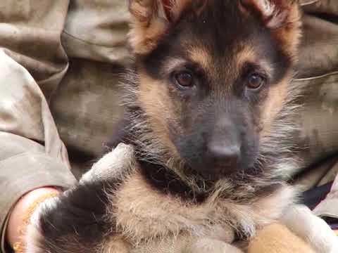 Щенки немецкой овчарки питомника МОТОР СИЧ