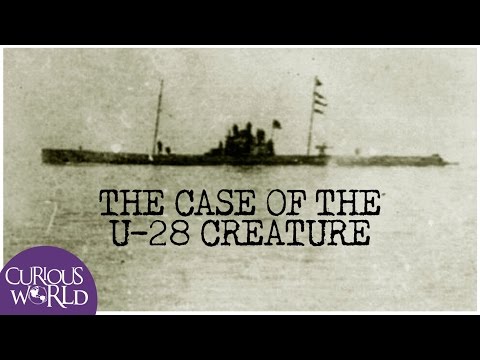 The Case of the U-28 Creature