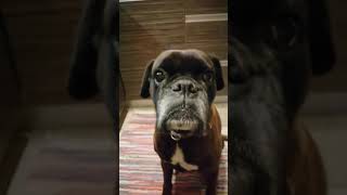 Boxer dog sing the blues