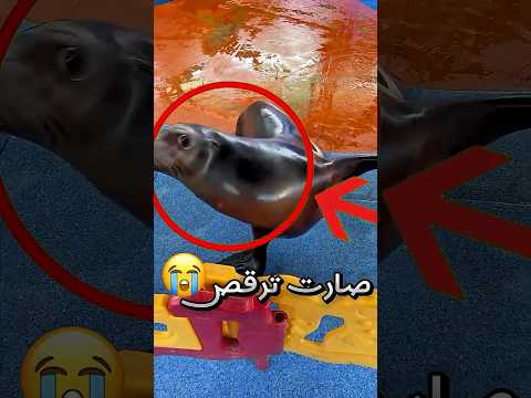 اتحمست الفقمة لما صار يصورها بحديقة الحيوانات وصارت تسوي حركات غريبة !! 😭 (مستحيل) #youtubeshorts