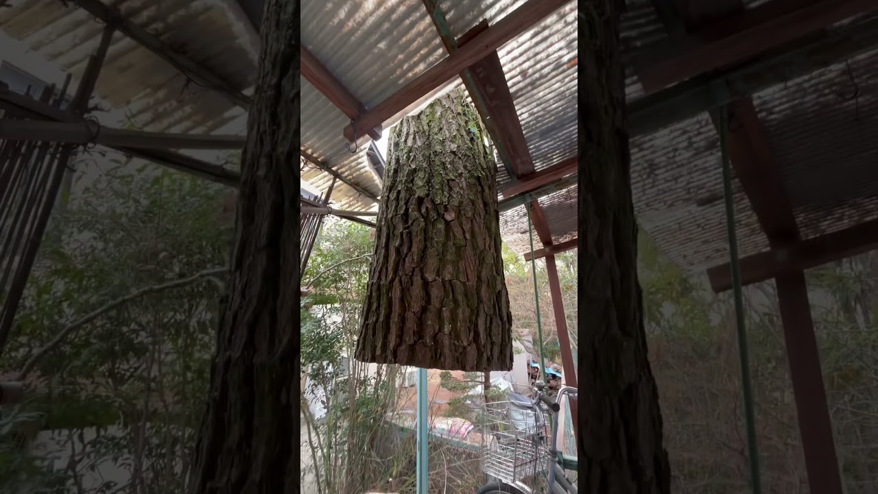 屋根の中から生えている枯松の伐採#特殊伐採#treeremoval