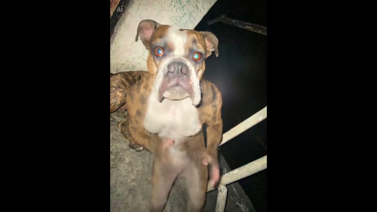 JAJAJAJAJAJA #roblox #humor