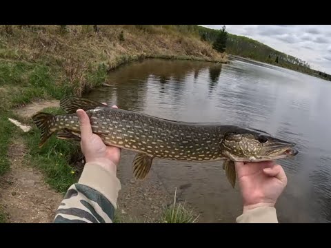 A Couple Hours of Shore Fishin' | Anglin Lake