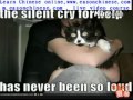1770funny Cat Pictures